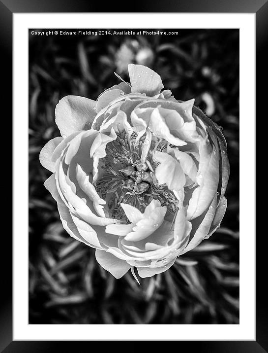 Peony flower in black and white Framed Mounted Print by Edward Fielding