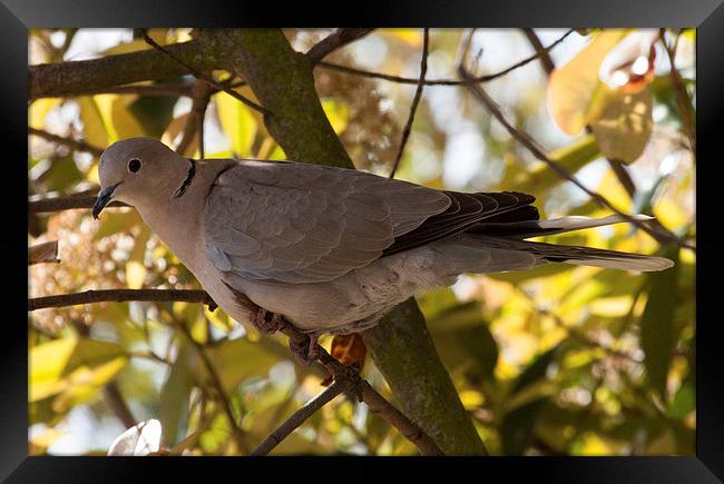 Collared Dove Framed Print by Michael Crawford