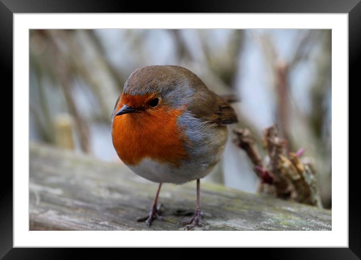 Robin Framed Mounted Print by Michael Crawford