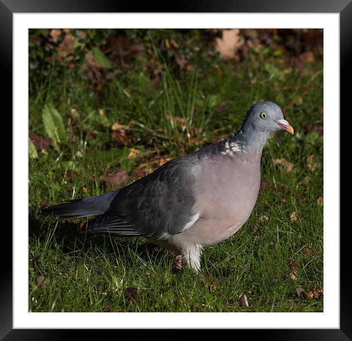 Wood Pigeon Framed Mounted Print by Michael Crawford