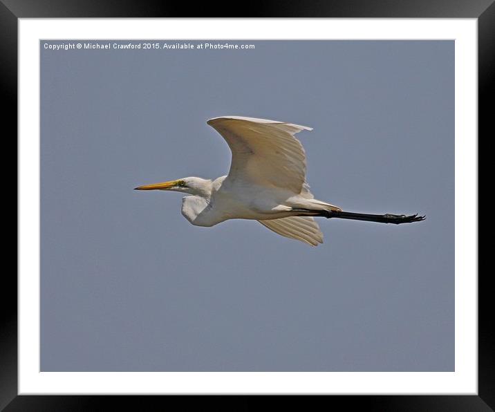  Great Egret (Ardea alba) Framed Mounted Print by Michael Crawford