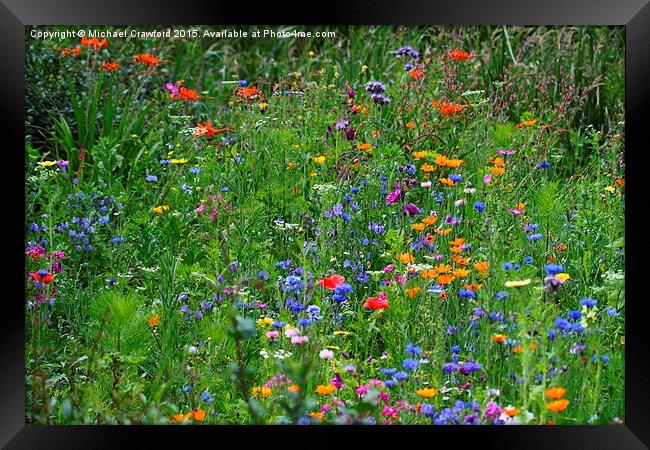  Wild flowers at Wetland Centre, Middlesex Framed Print by Michael Crawford