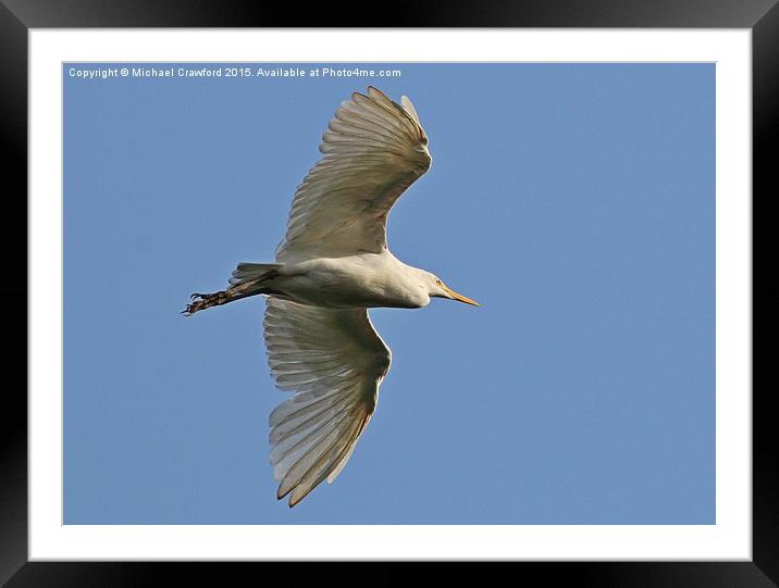  Great Egret (Ardea alba) Framed Mounted Print by Michael Crawford