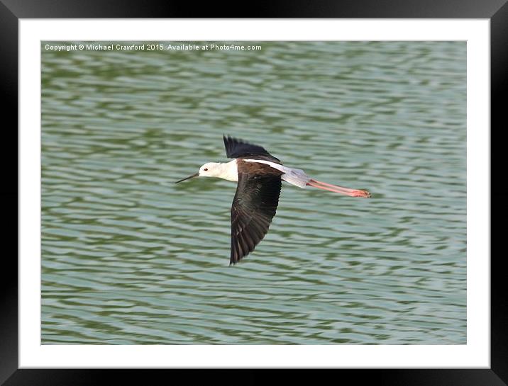  Black Winged Stilt (Himantopus himantopus) in Fli Framed Mounted Print by Michael Crawford