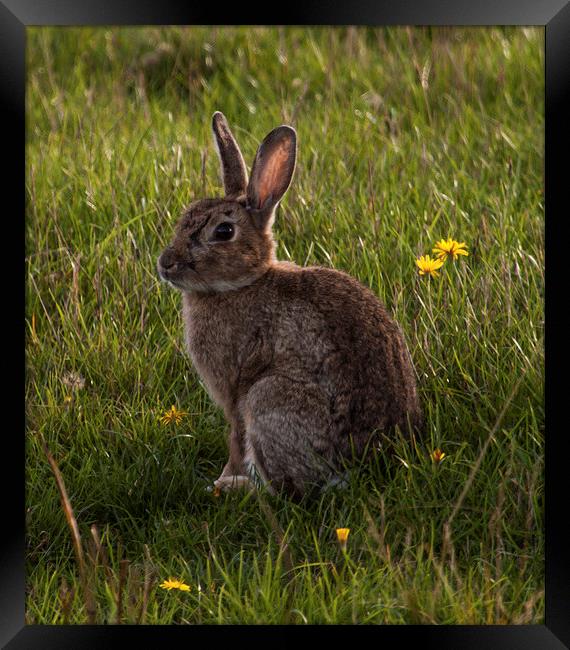 Rabbit posing for the camera at Elmley Nature Rese Framed Print by Michael Crawford