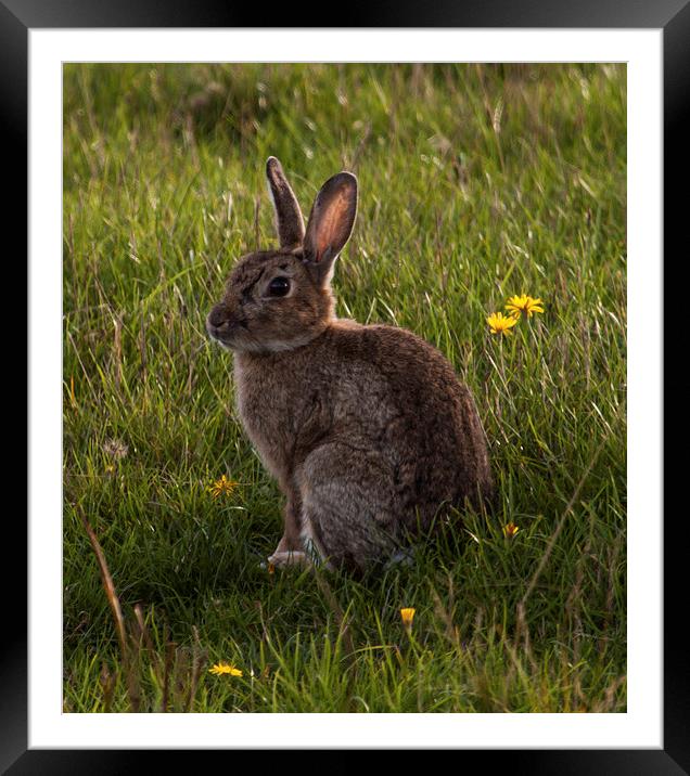 Rabbit posing for the camera at Elmley Nature Rese Framed Mounted Print by Michael Crawford