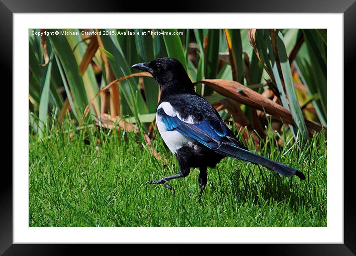  Eurasian Magpie, Pica Pica Framed Mounted Print by Michael Crawford