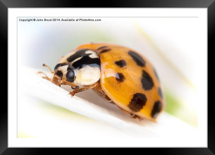 Harlequin asian  Ladybird Harmonia axyridis Framed Mounted Print by John Boud