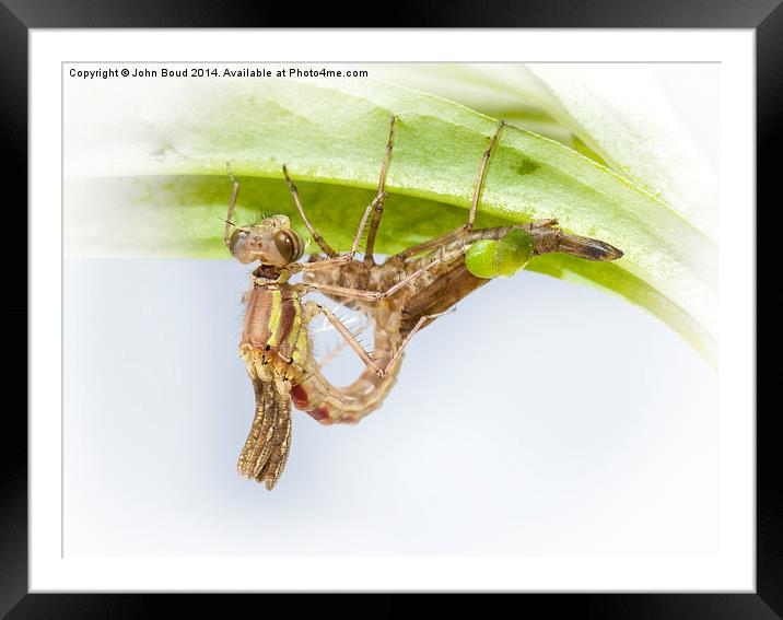 Large Red Damselfly emerging Framed Mounted Print by John Boud