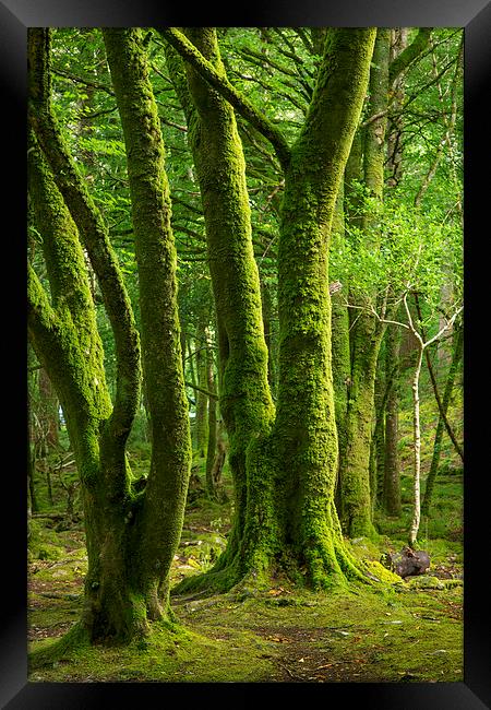  Mossy Trees Framed Print by Brian Jannsen