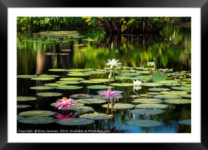 Water Lilies Framed Mounted Print by Brian Jannsen