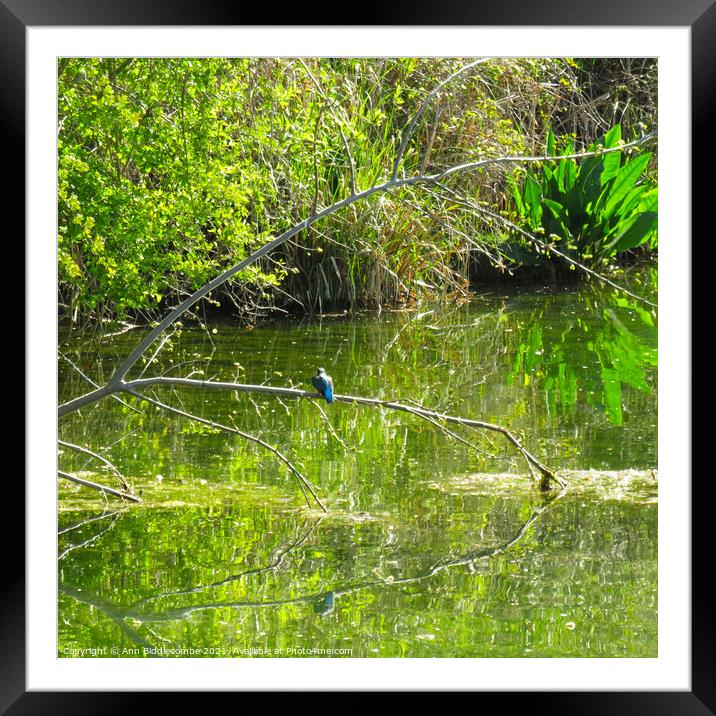 Kingfisher waiting for lunch on the Somme Framed Mounted Print by Ann Biddlecombe