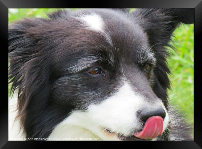 A close up of a Collie Framed Print by Ann Biddlecombe