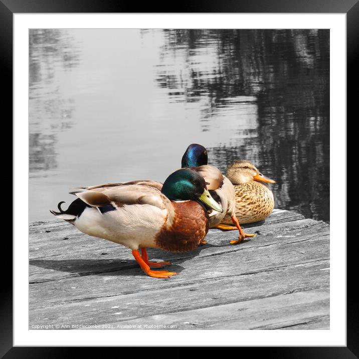 Ducks resting on the pontoon in spot colour Framed Mounted Print by Ann Biddlecombe