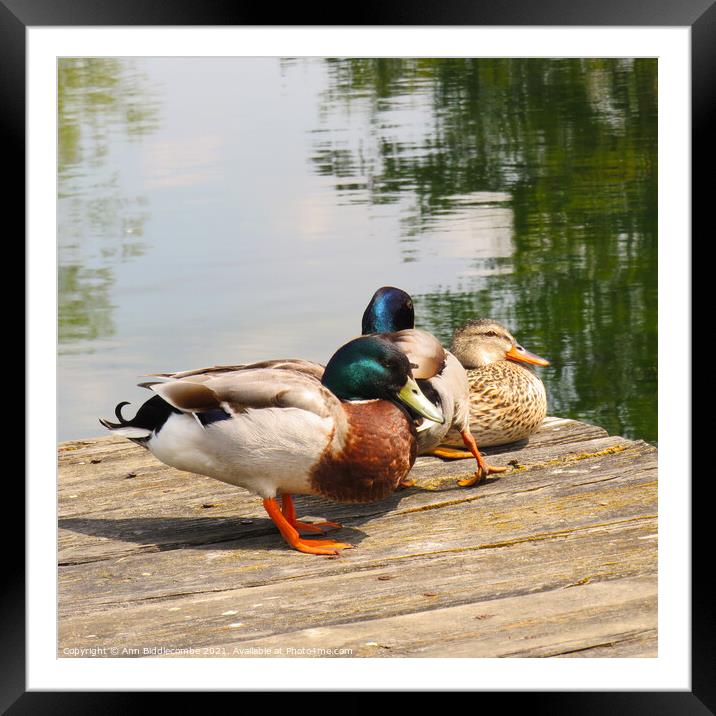 Ducks resting on the pontoon Framed Mounted Print by Ann Biddlecombe