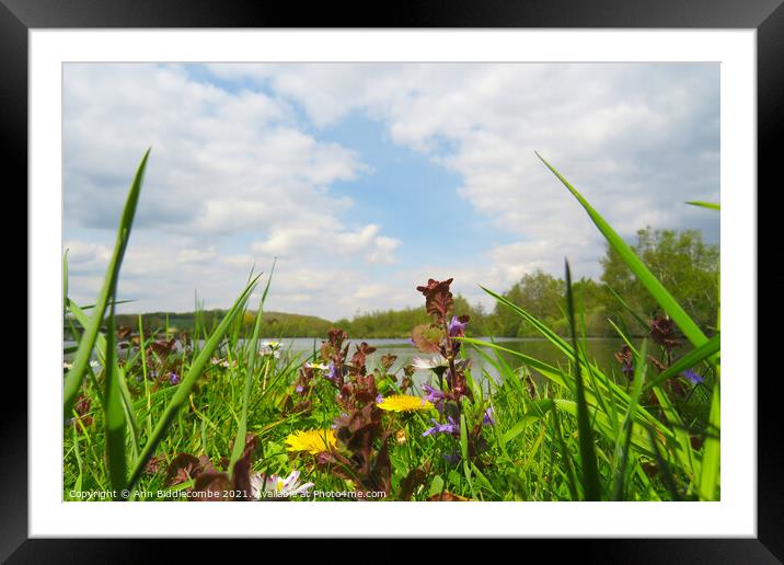Wild flowers around the lake Framed Mounted Print by Ann Biddlecombe
