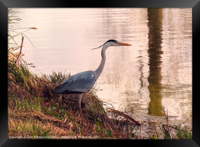 Beautiful Heron looking in the Somme canal Framed Print by Ann Biddlecombe