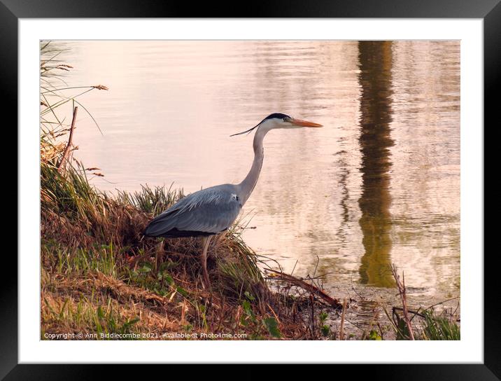Beautiful Heron looking in the Somme canal Framed Mounted Print by Ann Biddlecombe