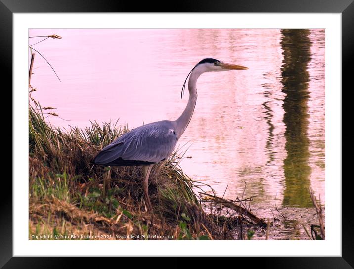 Heron by the waters edge Framed Mounted Print by Ann Biddlecombe