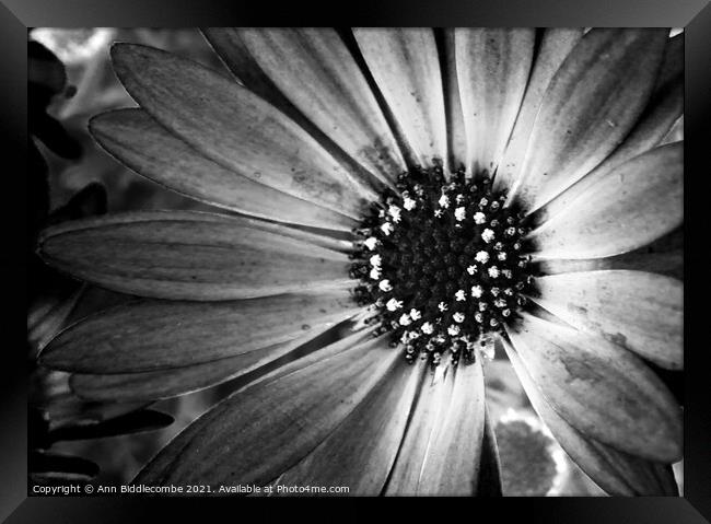 monochrome daisy Framed Print by Ann Biddlecombe