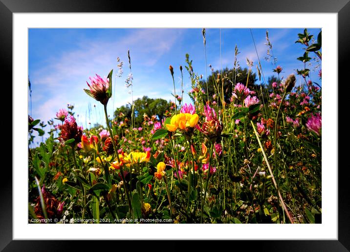 Wildflowers near the canal Framed Mounted Print by Ann Biddlecombe