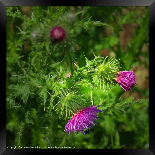 Wild Thistle Framed Print by Ann Biddlecombe