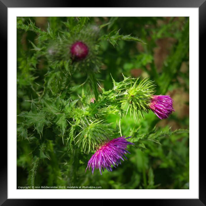 Wild Thistle Framed Mounted Print by Ann Biddlecombe