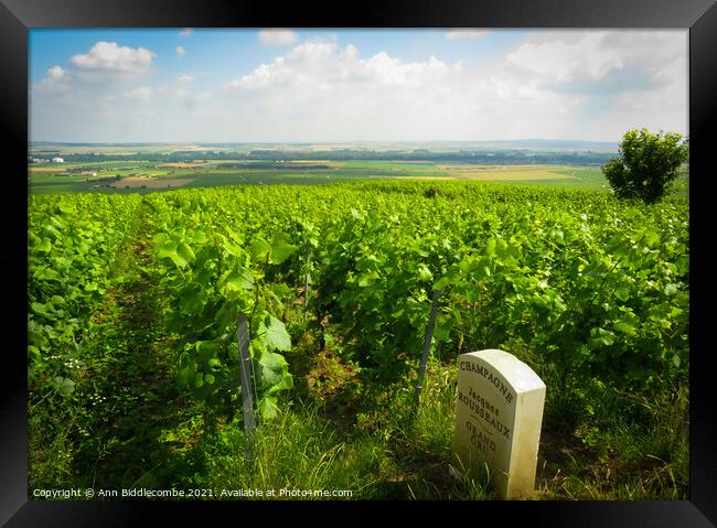 Champagne Grapes of Jacques Rousseaux Grand Cru Ch Framed Print by Ann Biddlecombe