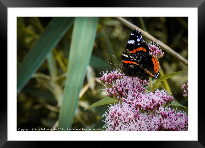 Admiral butterfly on pink blossom Framed Mounted Print by Ann Biddlecombe