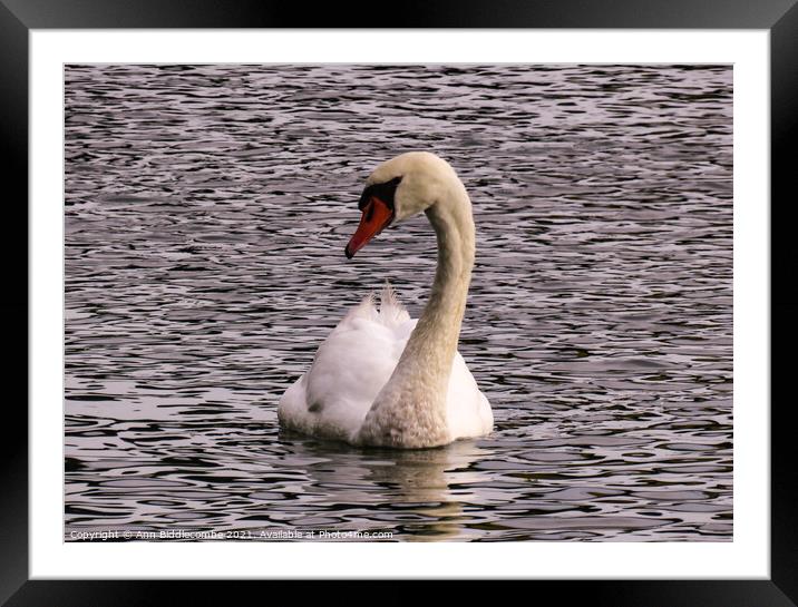 A proud white swan Framed Mounted Print by Ann Biddlecombe