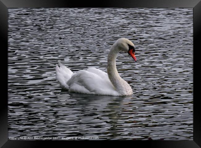 A white swan on a wavy river Framed Print by Ann Biddlecombe