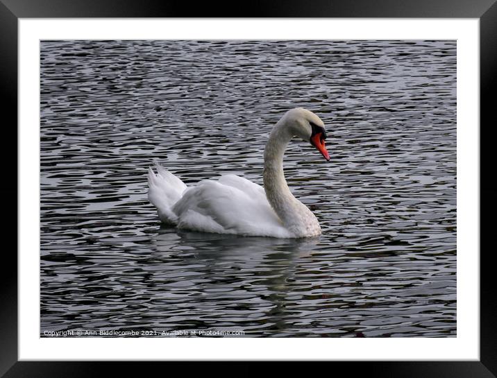 A white swan on a wavy river Framed Mounted Print by Ann Biddlecombe