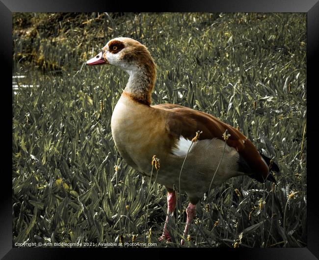 Egyptian goose with green faded out Framed Print by Ann Biddlecombe