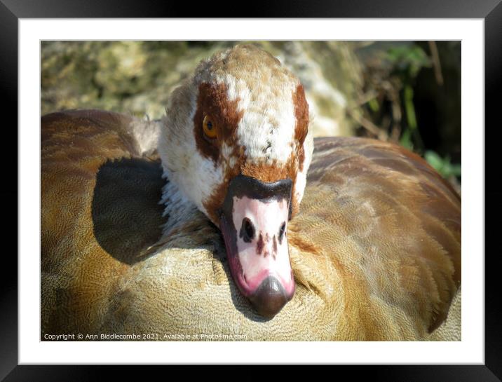The face of an Egyptian Goose Framed Mounted Print by Ann Biddlecombe