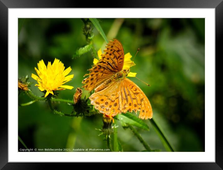 A common fritillary orange butterfly Framed Mounted Print by Ann Biddlecombe