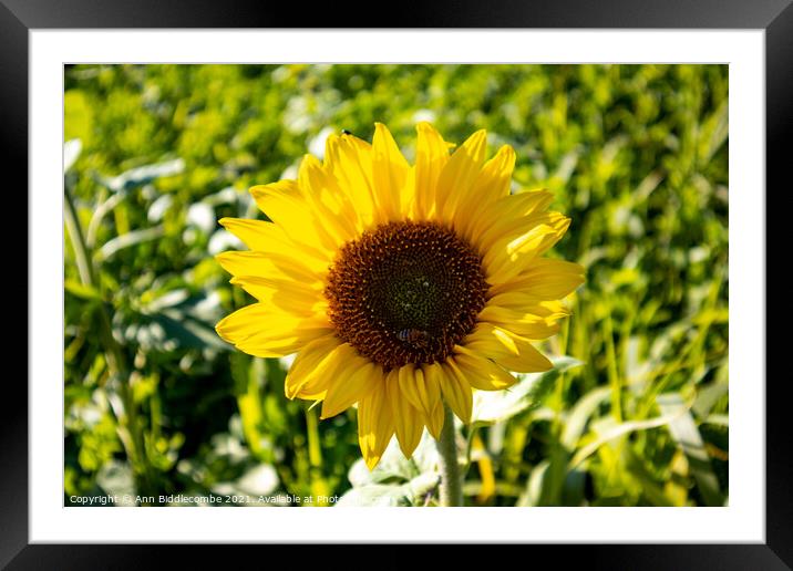 Close up of a sunflower Framed Mounted Print by Ann Biddlecombe