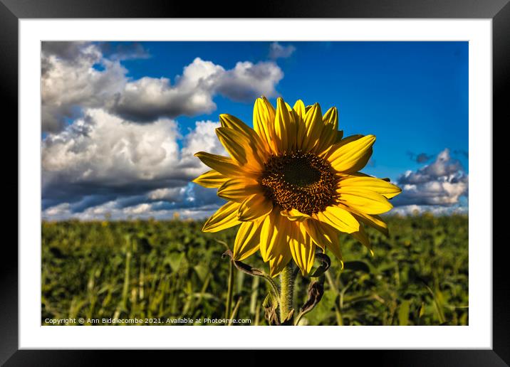 Sunflower in focus with cloudy sky Framed Mounted Print by Ann Biddlecombe