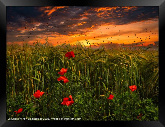 Poppies in a wheat field Framed Print by Ann Biddlecombe