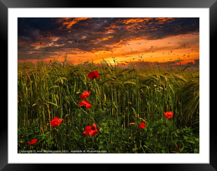 Poppies in a wheat field Framed Mounted Print by Ann Biddlecombe