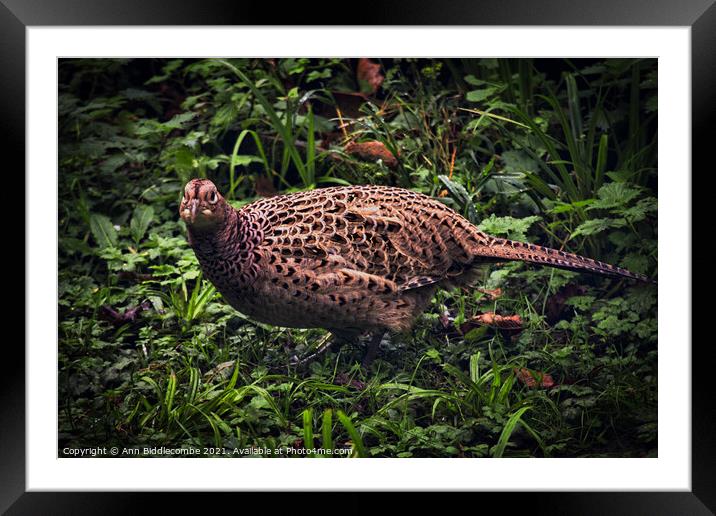 Pheasant Hen in grass Framed Mounted Print by Ann Biddlecombe