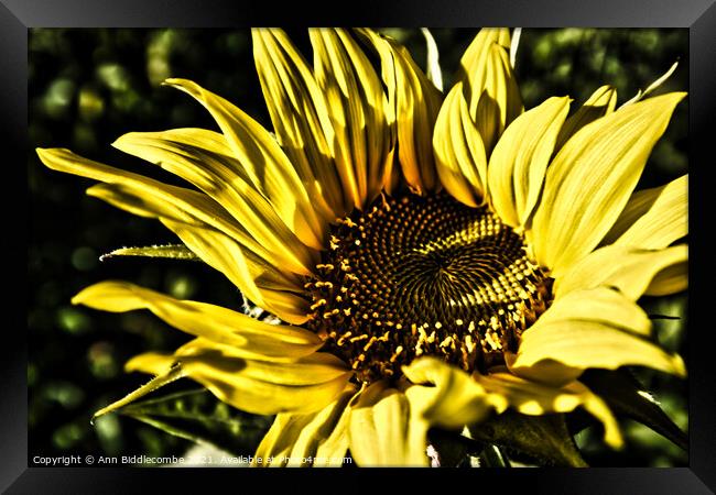Close up of a sunflower with dramatic effect Framed Print by Ann Biddlecombe