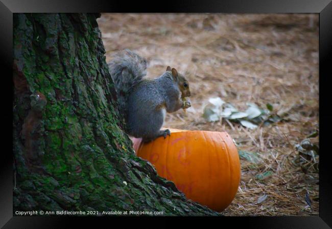 Squirrel eating a pumpkin Framed Print by Ann Biddlecombe