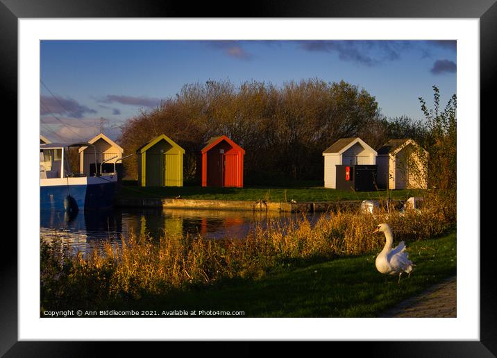 Lone swan on the canal bank in helix park Framed Mounted Print by Ann Biddlecombe