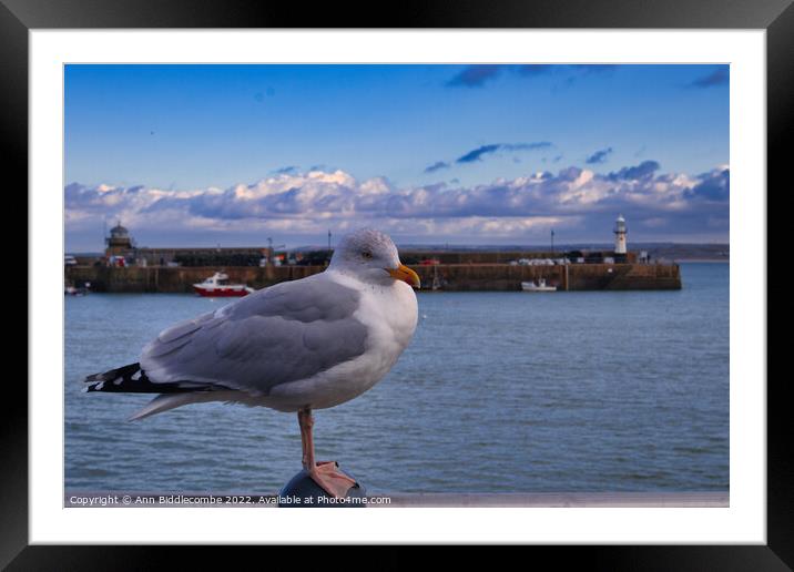St Ives Seagull with lighthouse  Framed Mounted Print by Ann Biddlecombe
