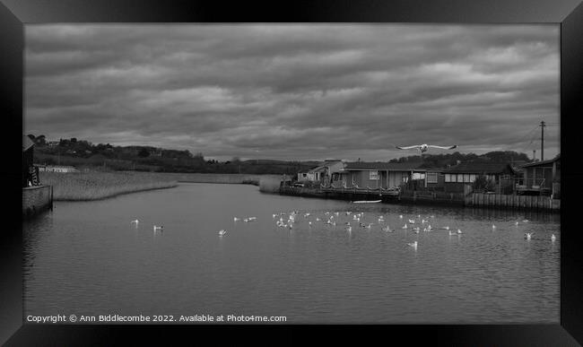 monochrome Seagulls on the River Brit Framed Print by Ann Biddlecombe