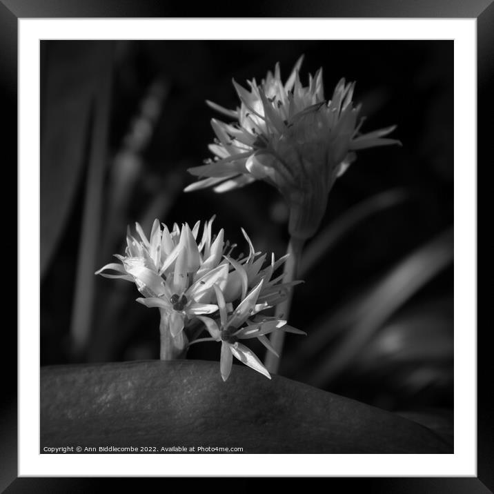 Black and white, Close up of Wild Garlic Flower Framed Mounted Print by Ann Biddlecombe