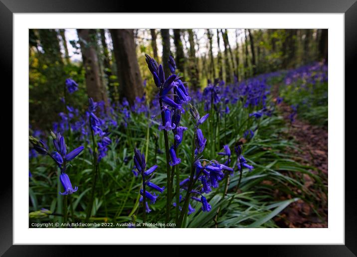 Bluebells in the forest Framed Mounted Print by Ann Biddlecombe