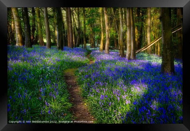 Follow the path through the bluebells Framed Print by Ann Biddlecombe