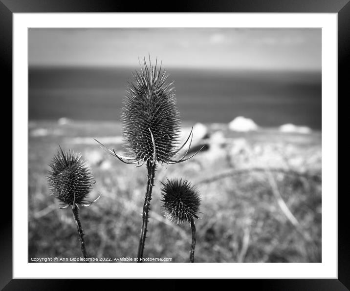 Thistles on the cliff Framed Mounted Print by Ann Biddlecombe