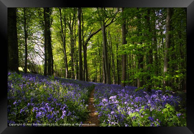 Blanket of Bluebells in the woods Framed Print by Ann Biddlecombe